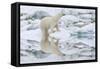 Female Polar Bear Reflecting in the Water (Ursus Maritimus)-Gabrielle and Michel Therin-Weise-Framed Stretched Canvas