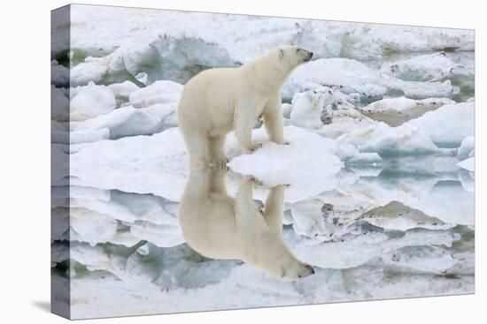 Female Polar Bear Reflecting in the Water (Ursus Maritimus)-Gabrielle and Michel Therin-Weise-Stretched Canvas
