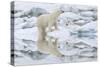 Female Polar Bear Reflecting in the Water (Ursus Maritimus)-Gabrielle and Michel Therin-Weise-Stretched Canvas