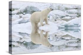 Female Polar Bear Reflecting in the Water (Ursus Maritimus)-Gabrielle and Michel Therin-Weise-Stretched Canvas