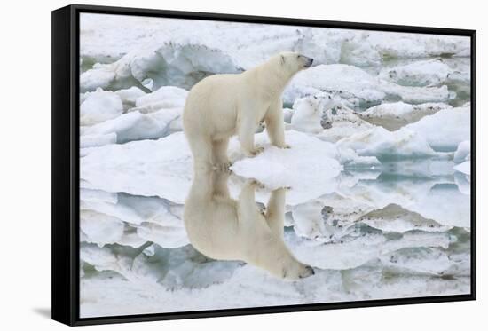 Female Polar Bear Reflecting in the Water (Ursus Maritimus)-Gabrielle and Michel Therin-Weise-Framed Stretched Canvas