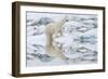 Female Polar Bear Reflecting in the Water (Ursus Maritimus)-Gabrielle and Michel Therin-Weise-Framed Photographic Print