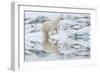 Female Polar Bear Reflecting in the Water (Ursus Maritimus)-Gabrielle and Michel Therin-Weise-Framed Photographic Print