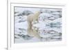 Female Polar Bear Reflecting in the Water (Ursus Maritimus)-Gabrielle and Michel Therin-Weise-Framed Photographic Print