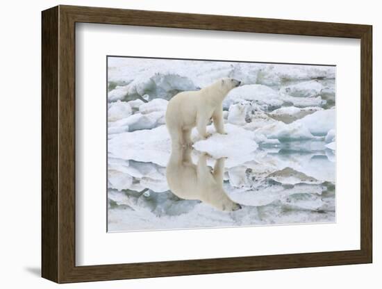 Female Polar Bear Reflecting in the Water (Ursus Maritimus)-Gabrielle and Michel Therin-Weise-Framed Photographic Print