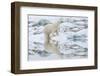 Female Polar Bear Reflecting in the Water (Ursus Maritimus)-Gabrielle and Michel Therin-Weise-Framed Photographic Print