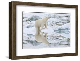 Female Polar Bear Reflecting in the Water (Ursus Maritimus)-Gabrielle and Michel Therin-Weise-Framed Photographic Print