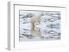 Female Polar Bear Reflecting in the Water (Ursus Maritimus)-Gabrielle and Michel Therin-Weise-Framed Photographic Print