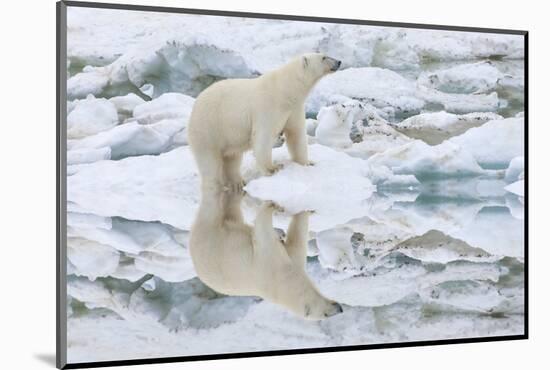 Female Polar Bear Reflecting in the Water (Ursus Maritimus)-Gabrielle and Michel Therin-Weise-Mounted Photographic Print