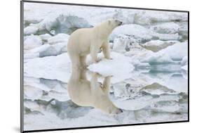 Female Polar Bear Reflecting in the Water (Ursus Maritimus)-Gabrielle and Michel Therin-Weise-Mounted Photographic Print