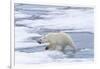 Female Polar bear (Ursus maritimus) walking on pack ice, Svalbard Archipelago, Barents Sea, Arctic,-G&M Therin-Weise-Framed Photographic Print