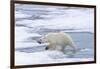 Female Polar bear (Ursus maritimus) walking on pack ice, Svalbard Archipelago, Barents Sea, Arctic,-G&M Therin-Weise-Framed Photographic Print