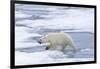 Female Polar bear (Ursus maritimus) walking on pack ice, Svalbard Archipelago, Barents Sea, Arctic,-G&M Therin-Weise-Framed Photographic Print