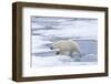 Female Polar bear (Ursus maritimus) walking on pack ice, Svalbard Archipelago, Barents Sea, Arctic,-G&M Therin-Weise-Framed Photographic Print