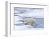 Female Polar bear (Ursus maritimus) walking on pack ice, Svalbard Archipelago, Barents Sea, Arctic,-G&M Therin-Weise-Framed Photographic Print