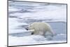 Female Polar bear (Ursus maritimus) walking on pack ice, Svalbard Archipelago, Barents Sea, Arctic,-G&M Therin-Weise-Mounted Photographic Print