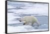 Female Polar bear (Ursus maritimus) walking on pack ice, Svalbard Archipelago, Barents Sea, Arctic,-G&M Therin-Weise-Framed Stretched Canvas