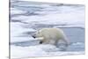 Female Polar bear (Ursus maritimus) walking on pack ice, Svalbard Archipelago, Barents Sea, Arctic,-G&M Therin-Weise-Stretched Canvas