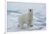 Female Polar bear (Ursus maritimus) walking on pack ice, Svalbard Archipelago, Barents Sea, Arctic,-G&M Therin-Weise-Framed Photographic Print