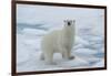 Female Polar bear (Ursus maritimus) walking on pack ice, Svalbard Archipelago, Barents Sea, Arctic,-G&M Therin-Weise-Framed Photographic Print
