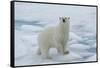 Female Polar bear (Ursus maritimus) walking on pack ice, Svalbard Archipelago, Barents Sea, Arctic,-G&M Therin-Weise-Framed Stretched Canvas