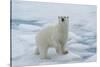 Female Polar bear (Ursus maritimus) walking on pack ice, Svalbard Archipelago, Barents Sea, Arctic,-G&M Therin-Weise-Stretched Canvas