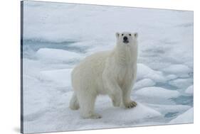 Female Polar bear (Ursus maritimus) walking on pack ice, Svalbard Archipelago, Barents Sea, Arctic,-G&M Therin-Weise-Stretched Canvas