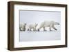 Female polar bear with two cubs walking across snow, Canada-Danny Green-Framed Photographic Print