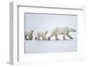 Female polar bear with two cubs walking across snow, Canada-Danny Green-Framed Photographic Print