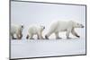 Female polar bear with two cubs walking across snow, Canada-Danny Green-Mounted Photographic Print