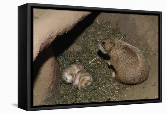 Female Prairie Dog with Pups-W. Perry Conway-Framed Stretched Canvas