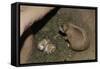 Female Prairie Dog with Pups-W. Perry Conway-Framed Stretched Canvas