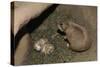 Female Prairie Dog with Pups-W. Perry Conway-Stretched Canvas