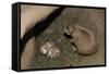 Female Prairie Dog with Pups-W. Perry Conway-Framed Stretched Canvas