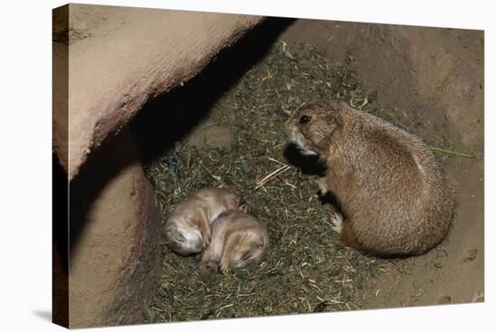 Female Prairie Dog with Pups-W. Perry Conway-Stretched Canvas