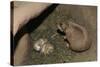Female Prairie Dog with Pups-W. Perry Conway-Stretched Canvas