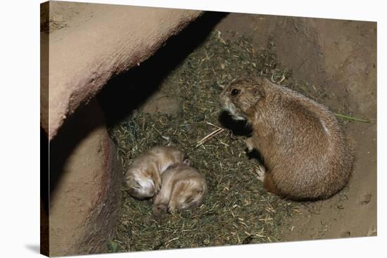 Female Prairie Dog with Pups-W. Perry Conway-Stretched Canvas