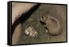 Female Prairie Dog with Pups-W. Perry Conway-Framed Stretched Canvas