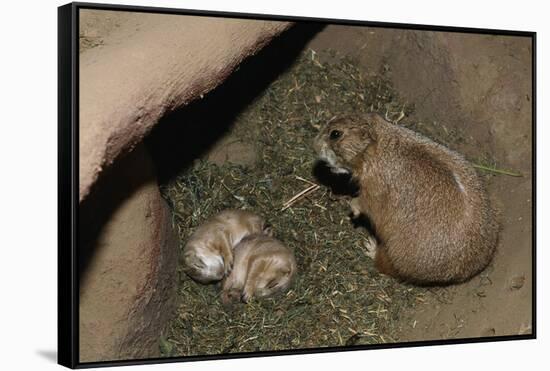 Female Prairie Dog with Pups-W. Perry Conway-Framed Stretched Canvas