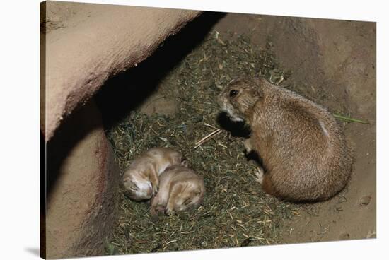 Female Prairie Dog with Pups-W. Perry Conway-Stretched Canvas