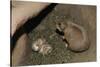 Female Prairie Dog with Pups-W. Perry Conway-Stretched Canvas