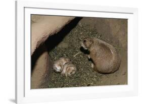 Female Prairie Dog with Pups-W. Perry Conway-Framed Photographic Print