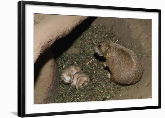 Female Prairie Dog with Pups-W. Perry Conway-Framed Photographic Print