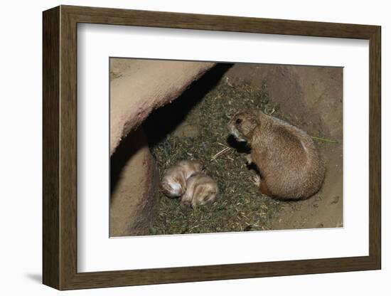 Female Prairie Dog with Pups-W. Perry Conway-Framed Photographic Print