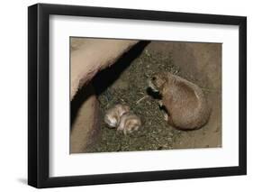 Female Prairie Dog with Pups-W. Perry Conway-Framed Photographic Print