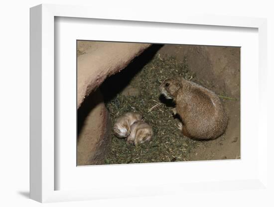 Female Prairie Dog with Pups-W. Perry Conway-Framed Photographic Print