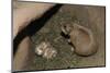 Female Prairie Dog with Pups-W. Perry Conway-Mounted Photographic Print