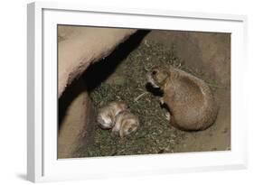 Female Prairie Dog with Pups-W. Perry Conway-Framed Photographic Print