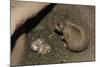 Female Prairie Dog with Pups-W. Perry Conway-Mounted Photographic Print