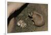 Female Prairie Dog with Pups-W. Perry Conway-Framed Photographic Print